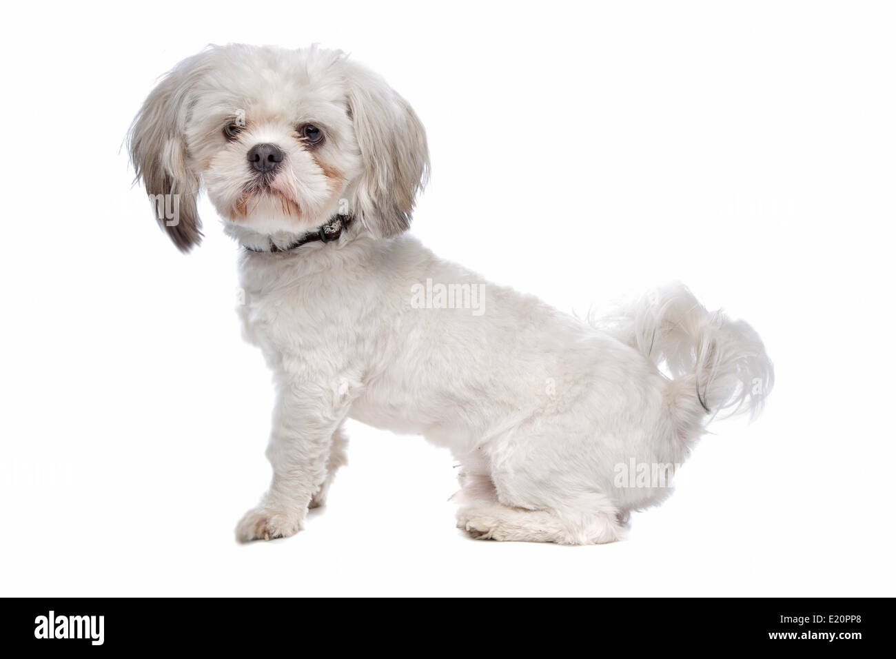 Shih Tzu Foto Stock
