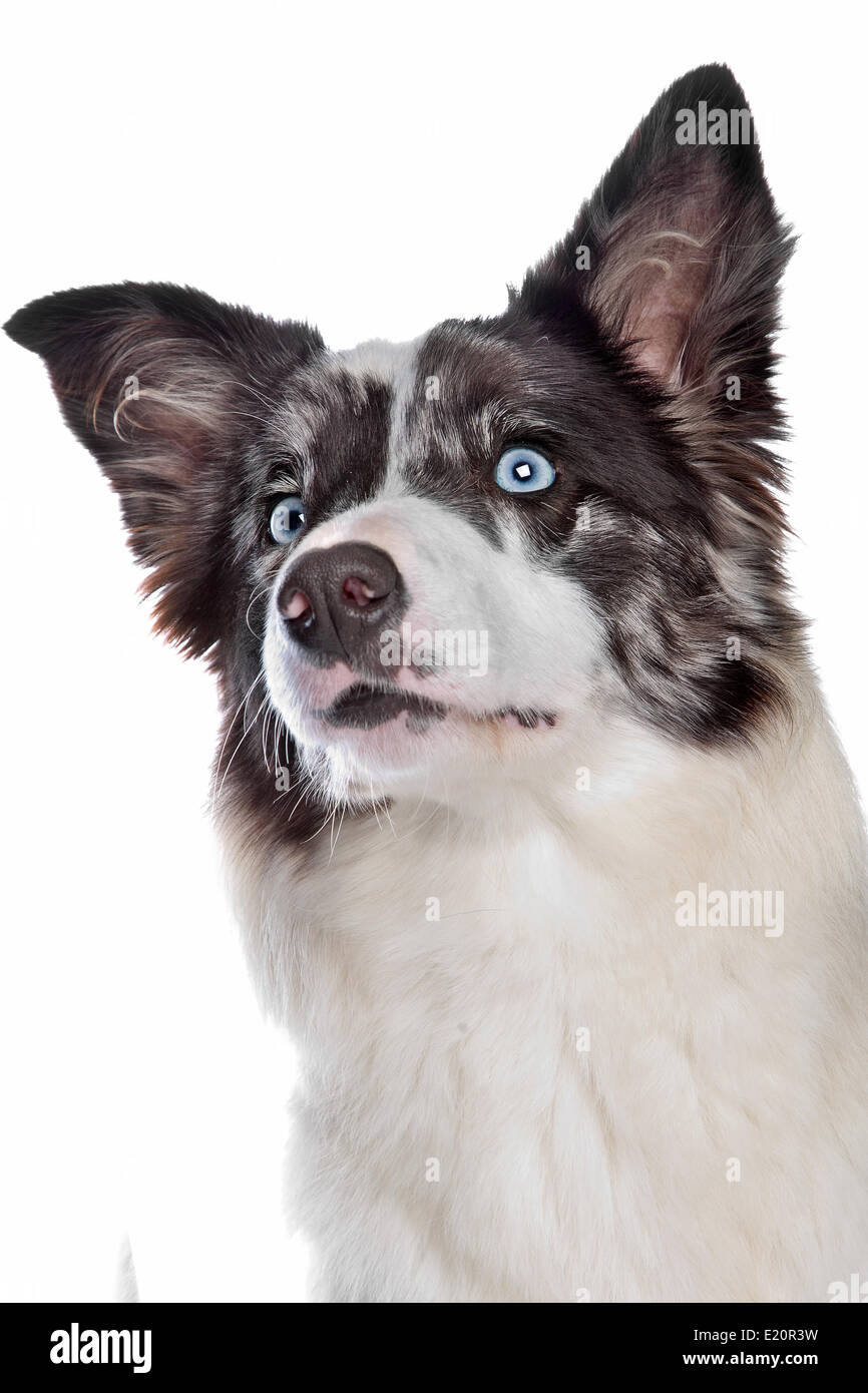 Border Collie sheepdog Foto Stock