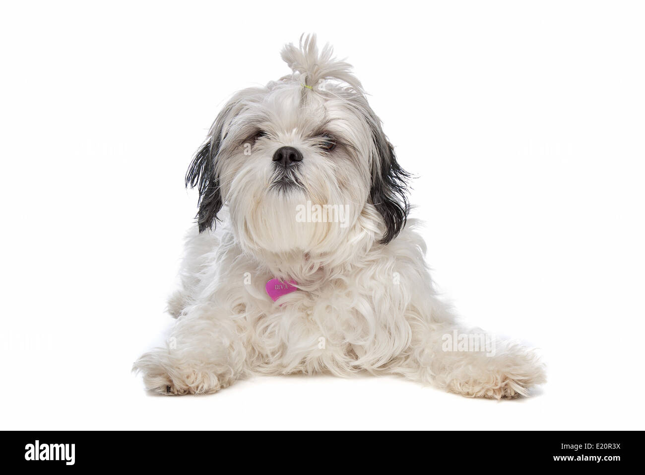 Shih tzu Foto Stock