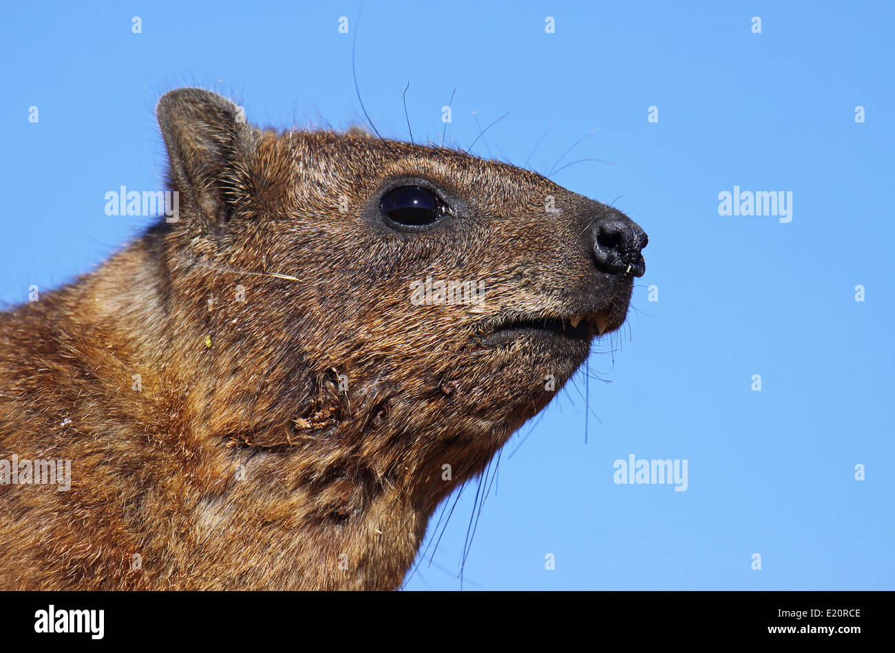 Rock Dassie, Sud Africa Foto Stock