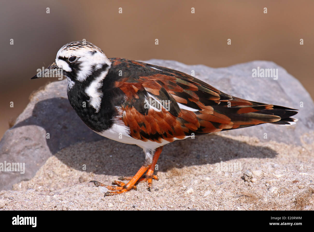 (Rubicondo) turnstone, Namibia Foto Stock