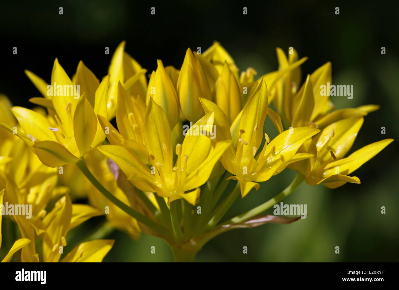 Golden aglio, Allium moly Foto Stock