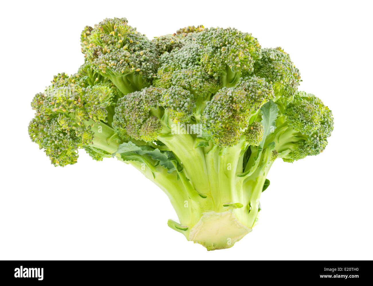 Broccoli isolato Foto Stock