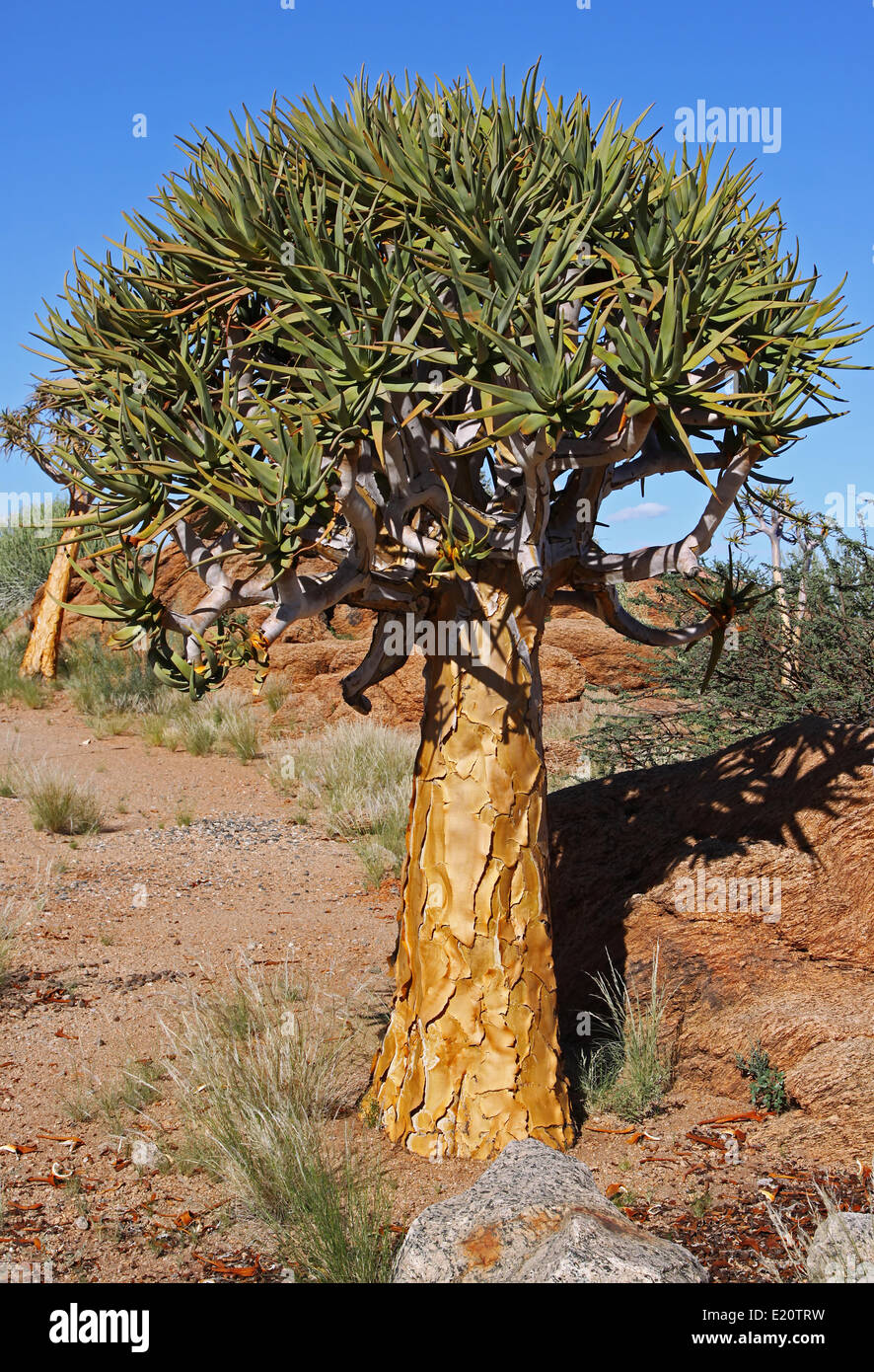 Faretra tree, sud africa Foto Stock