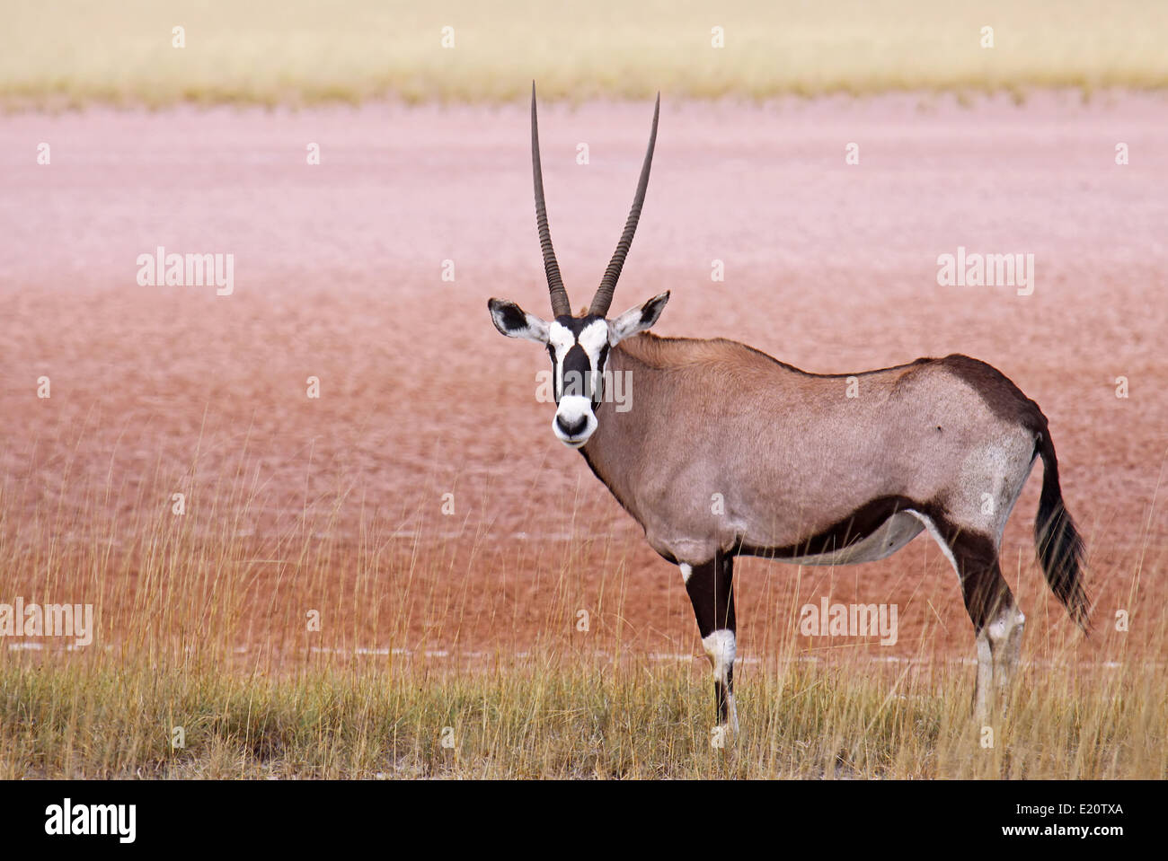 A Gemsbok Etosha-Pan, Namibia Foto Stock