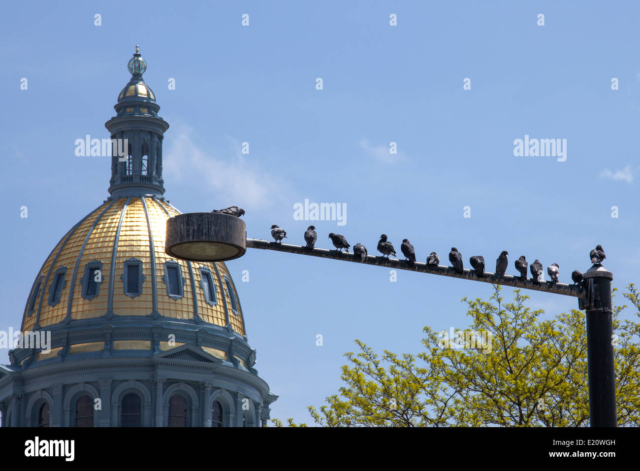 Denver, Colorado - Pigeon attendere su un palo della luce al di fuori del Colorado State Capitol Building. Foto Stock