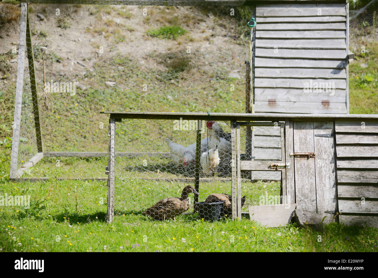 Mobile arche di pollame o di unità di piegatura su un smallholding, Wales, Regno Unito. Foto Stock