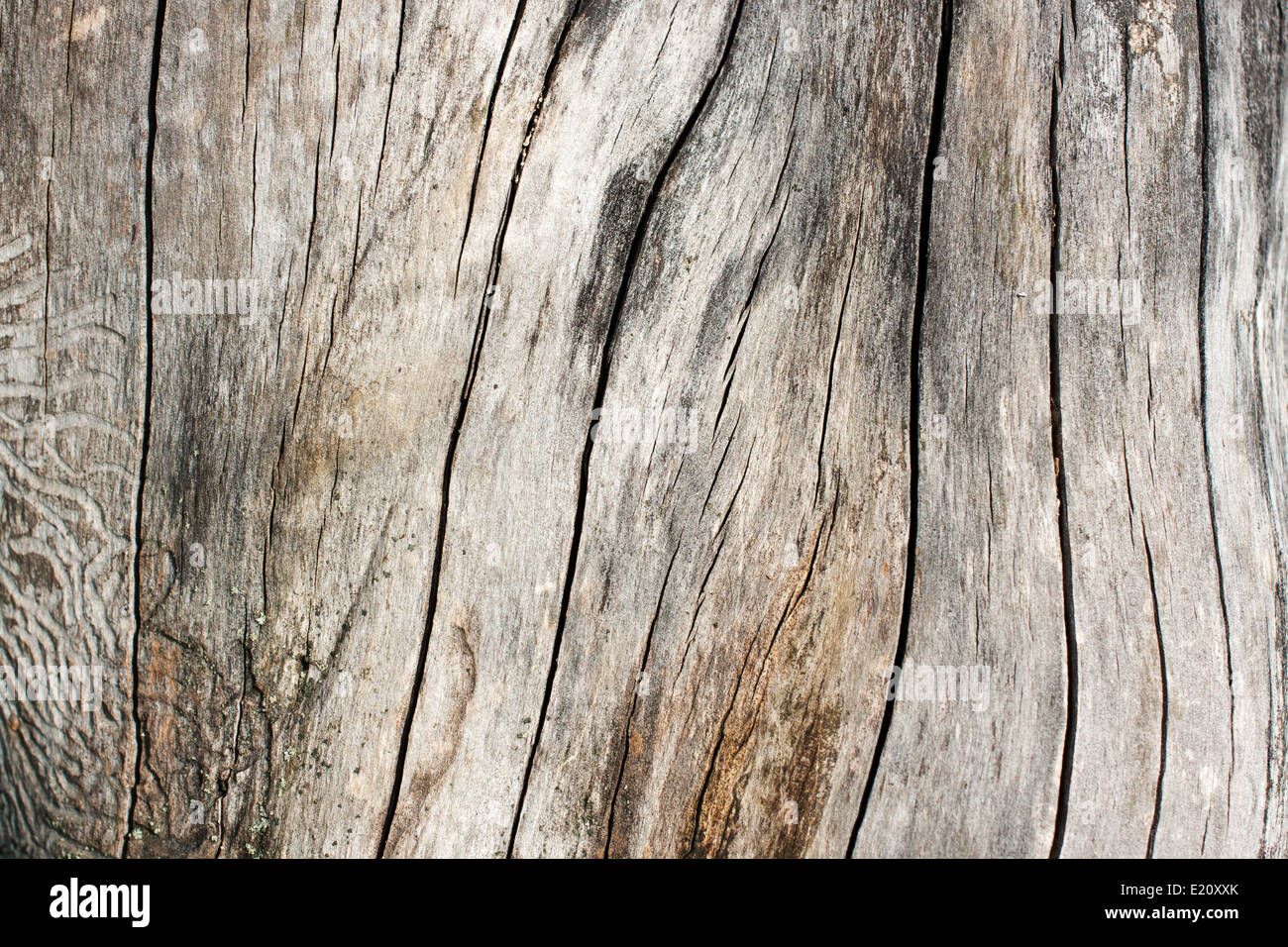 Legno ruvido testurizzato in grigio. Immagine di sfondo Foto Stock