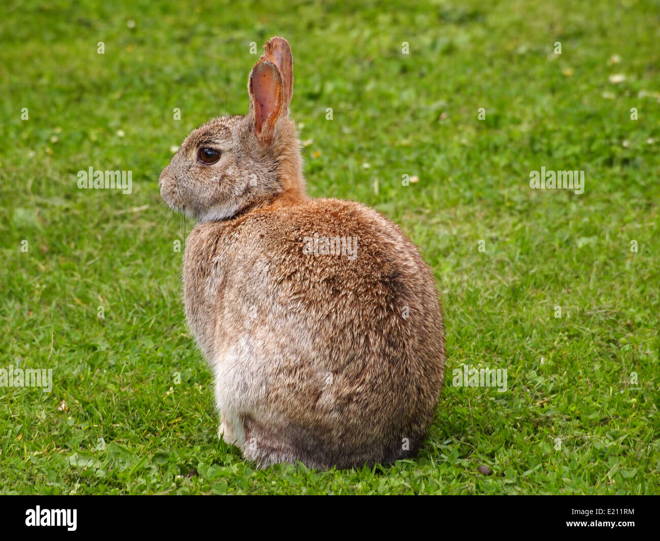 Conigli nel selvaggio su erba Foto Stock