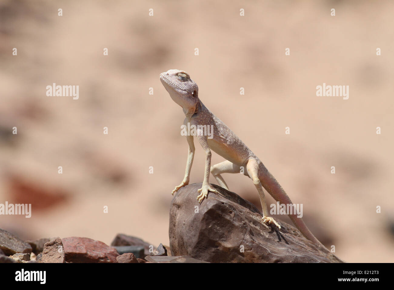 Il Sinai Agama Basking Foto Stock