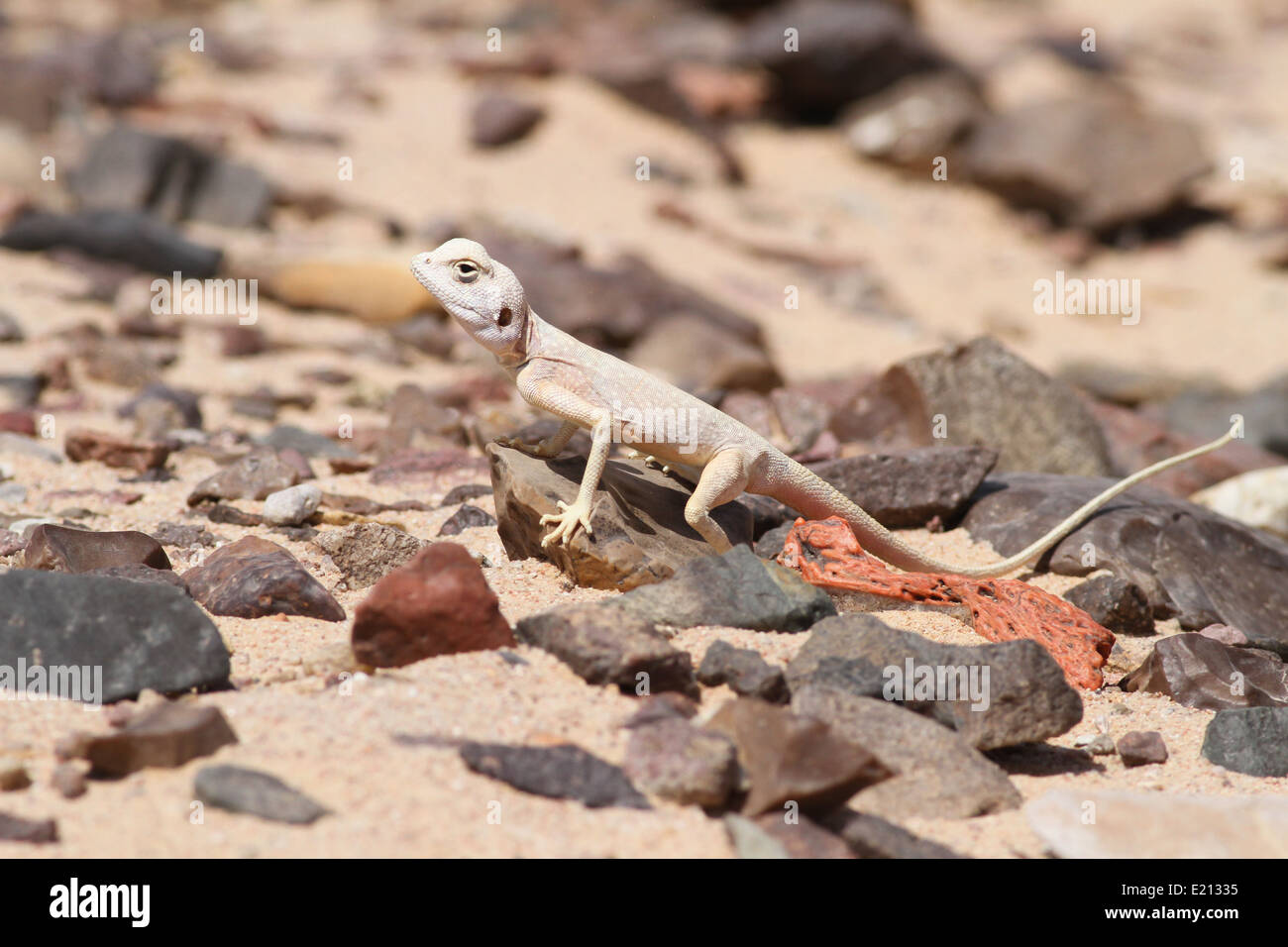 Il Sinai Agama Basking Foto Stock