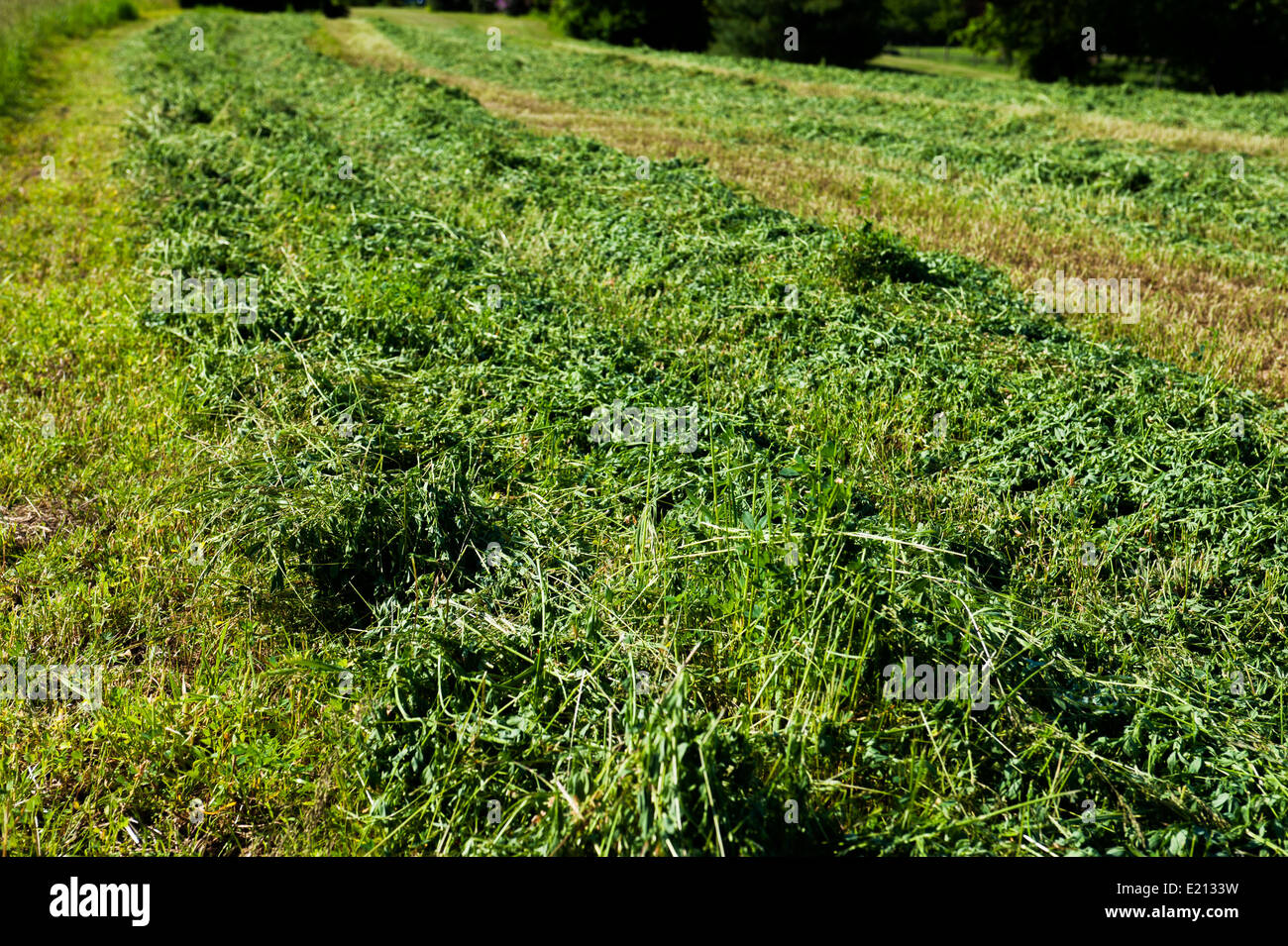 File di taglio fresco di fieno di erba medica essiccazione nel campo Foto Stock