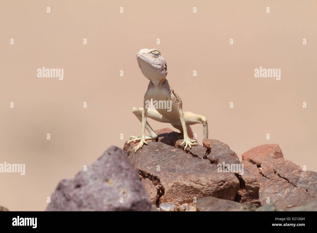 Il Sinai Agama Basking Foto Stock