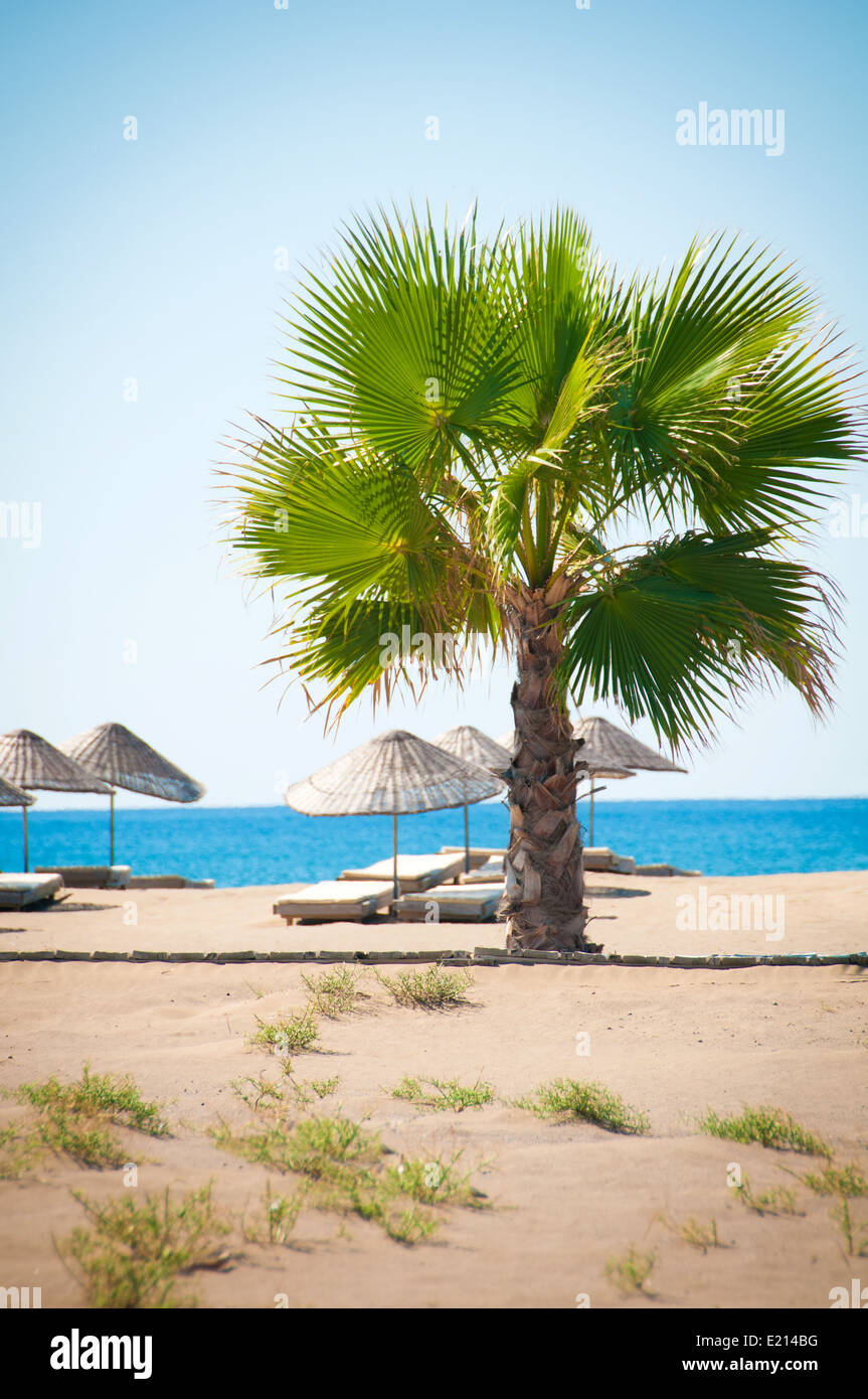 Località di mare, scenic spiaggia sabbiosa con palme Foto Stock