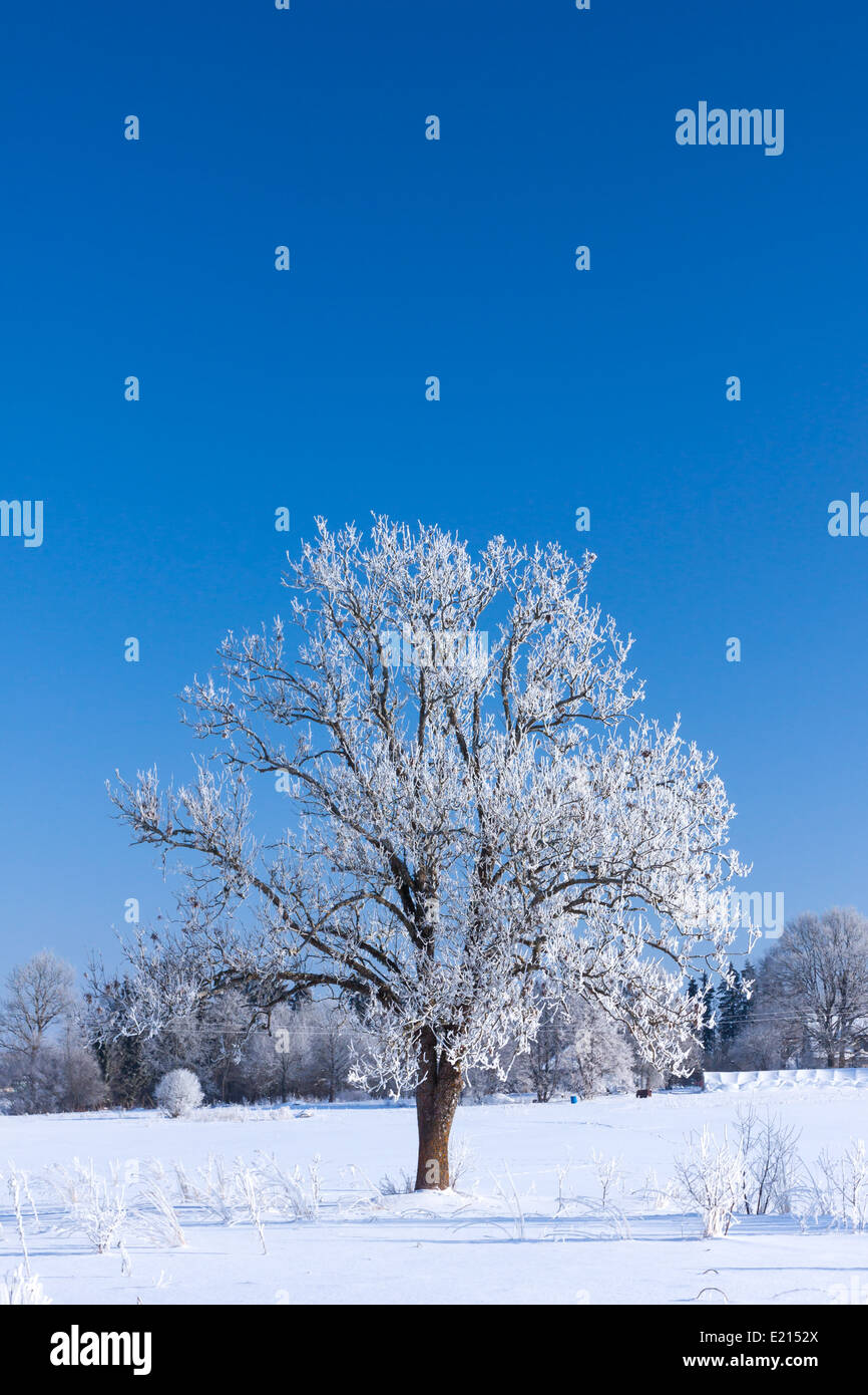 Albero, ricoperta di brina gelo contro un cielo blu Foto Stock
