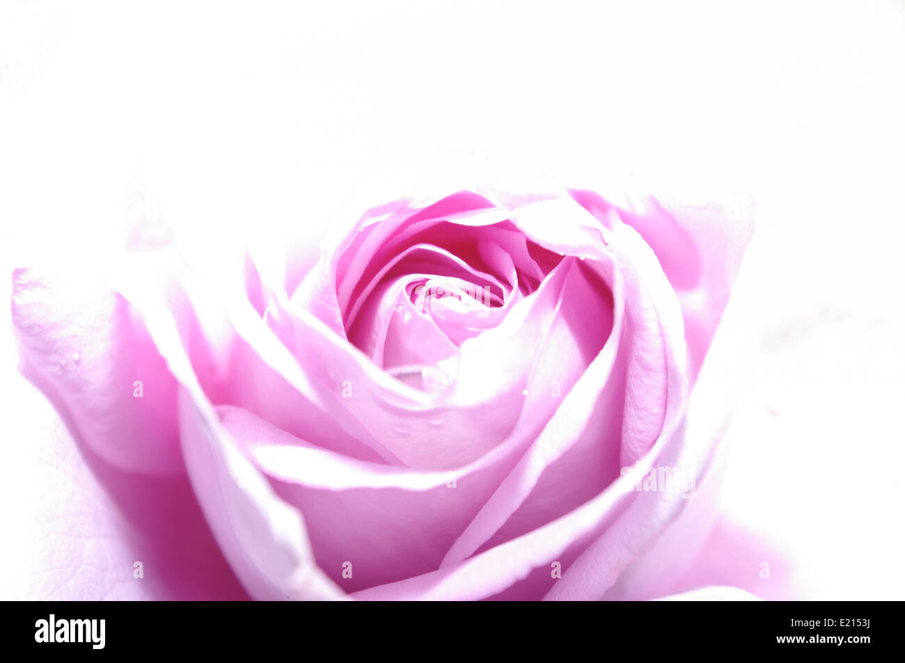 Rosa rosa su sfondo bianco Foto Stock