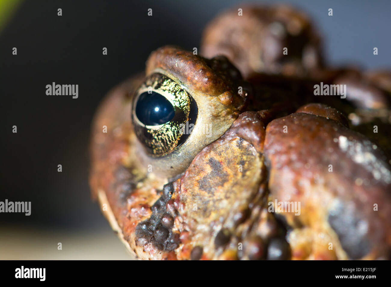 Close-up di un rospo americano. Foto Stock