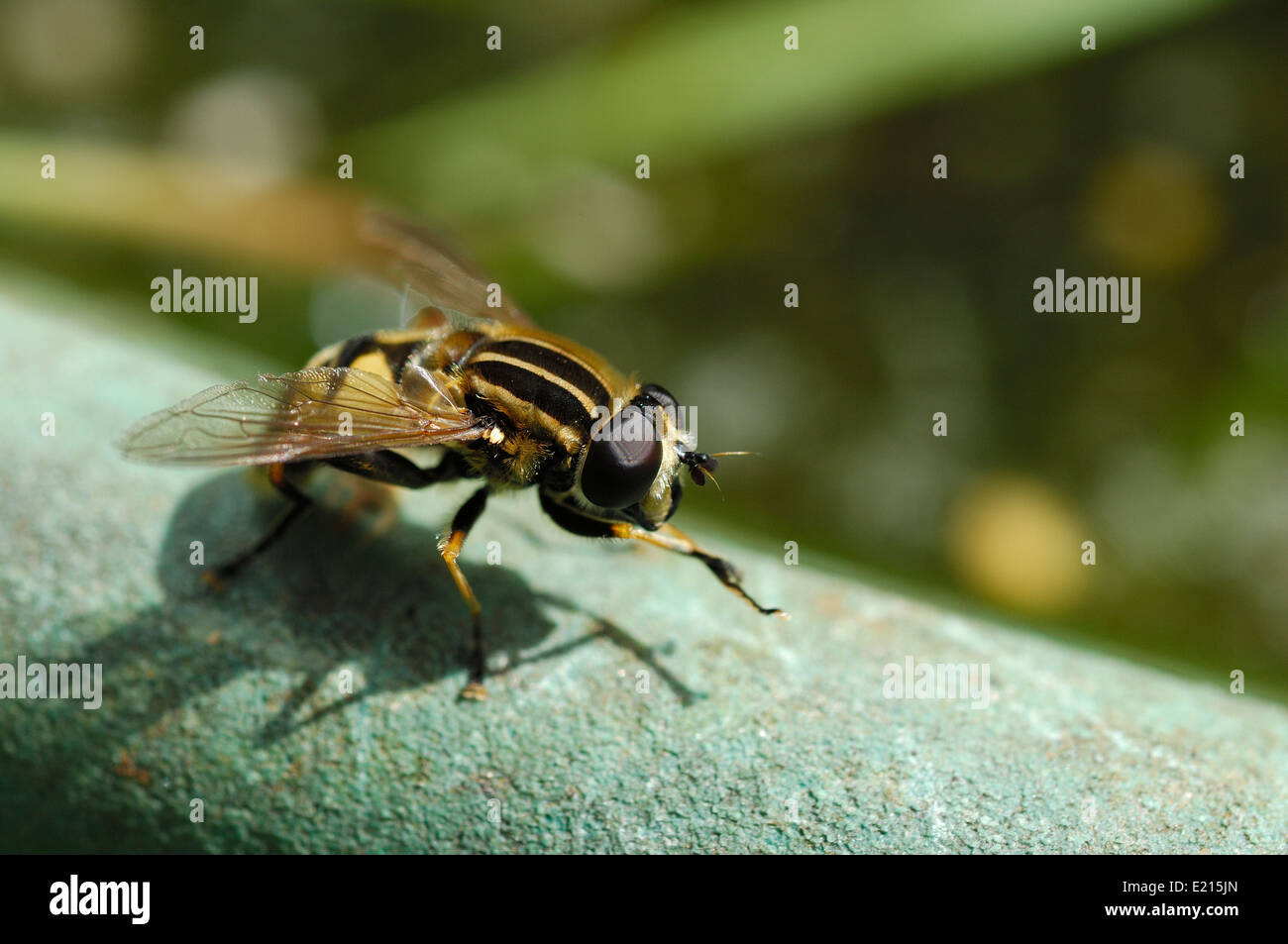 Hover volare in appoggio Foto Stock