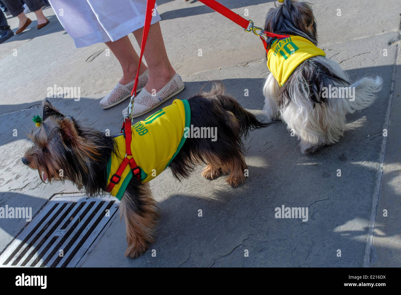 Due cani di piccola taglia cappotti di usura nella progettazione del brasiliano magliette da calcio. Foto Stock