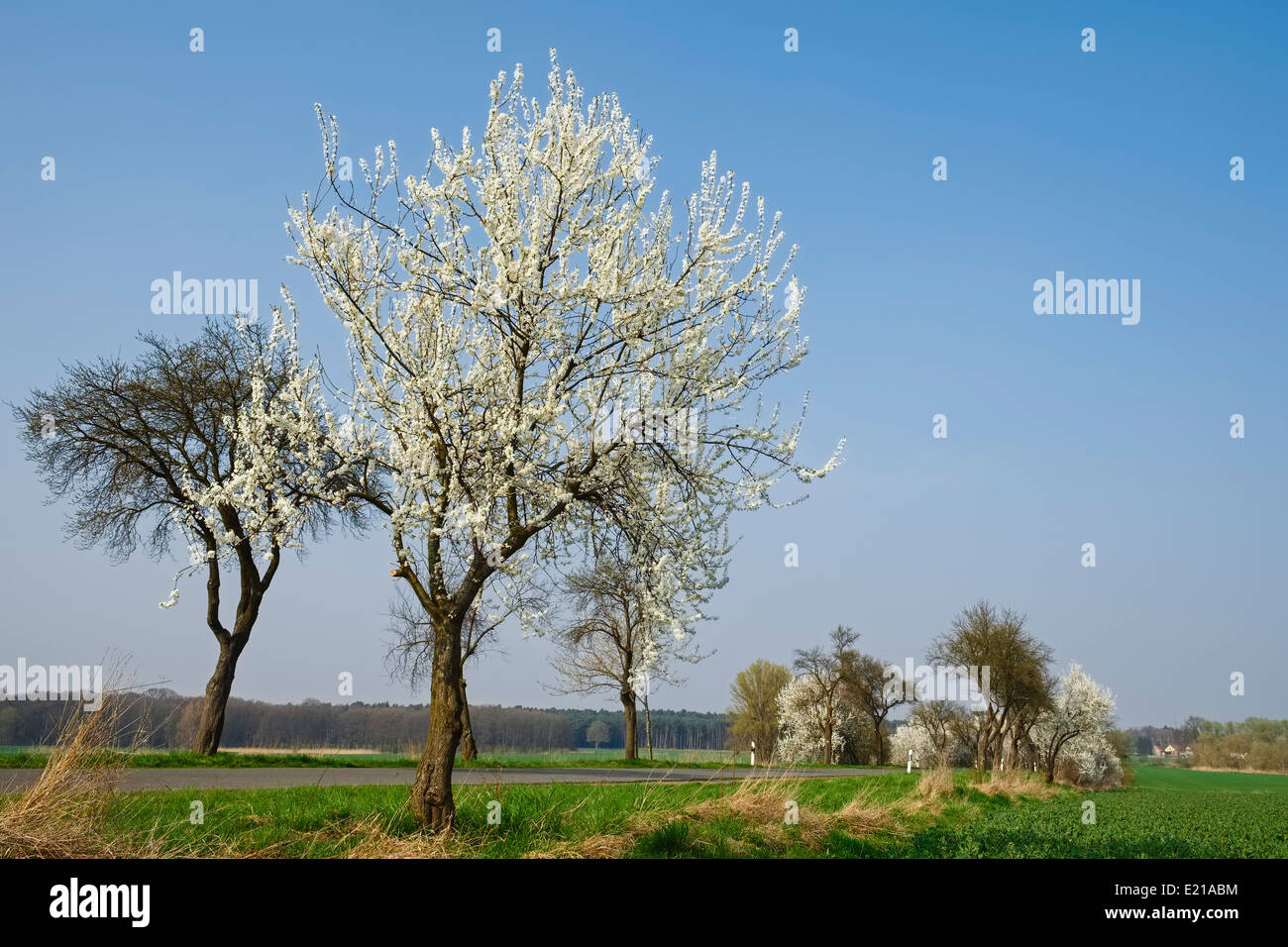 Gli alberi in fiore al country road, Brandenburg Germania Foto Stock