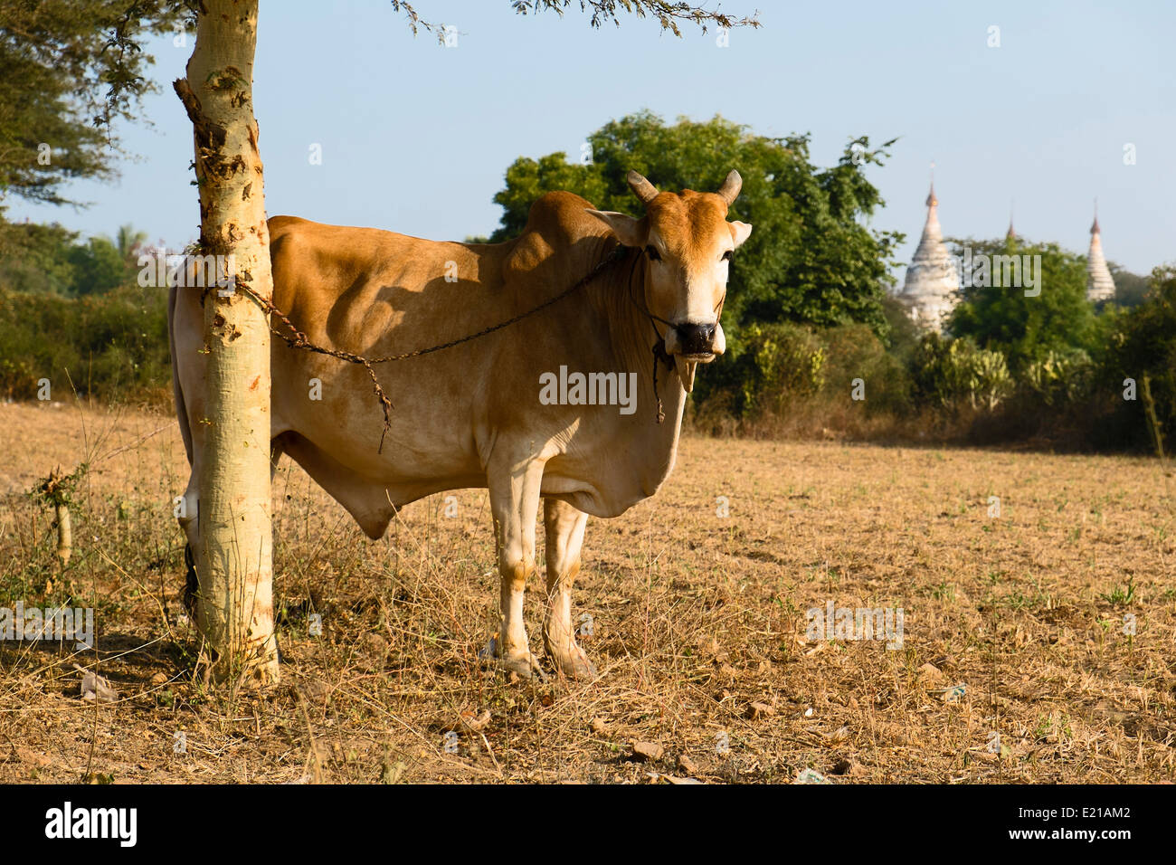 Zebù (Bos primigenius indicus), Bagan, Mandalay Division, Myanmar, Asia Foto Stock