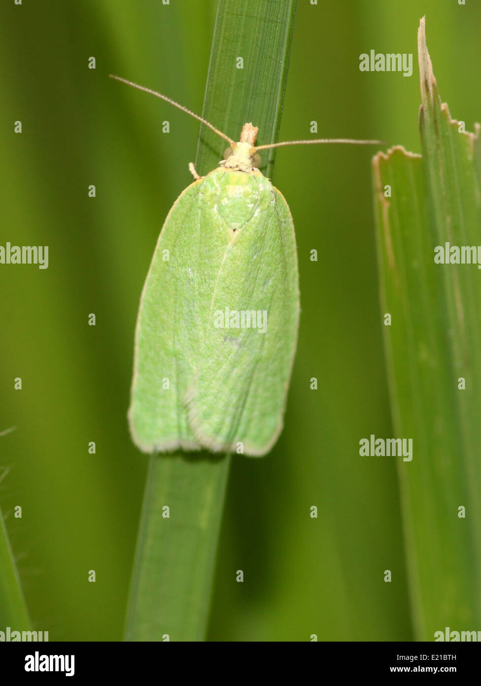 Quercia verde Tortrix (Tortrix viridana) a.k.a. Quercia europea leafroller o quercia verde moth Foto Stock