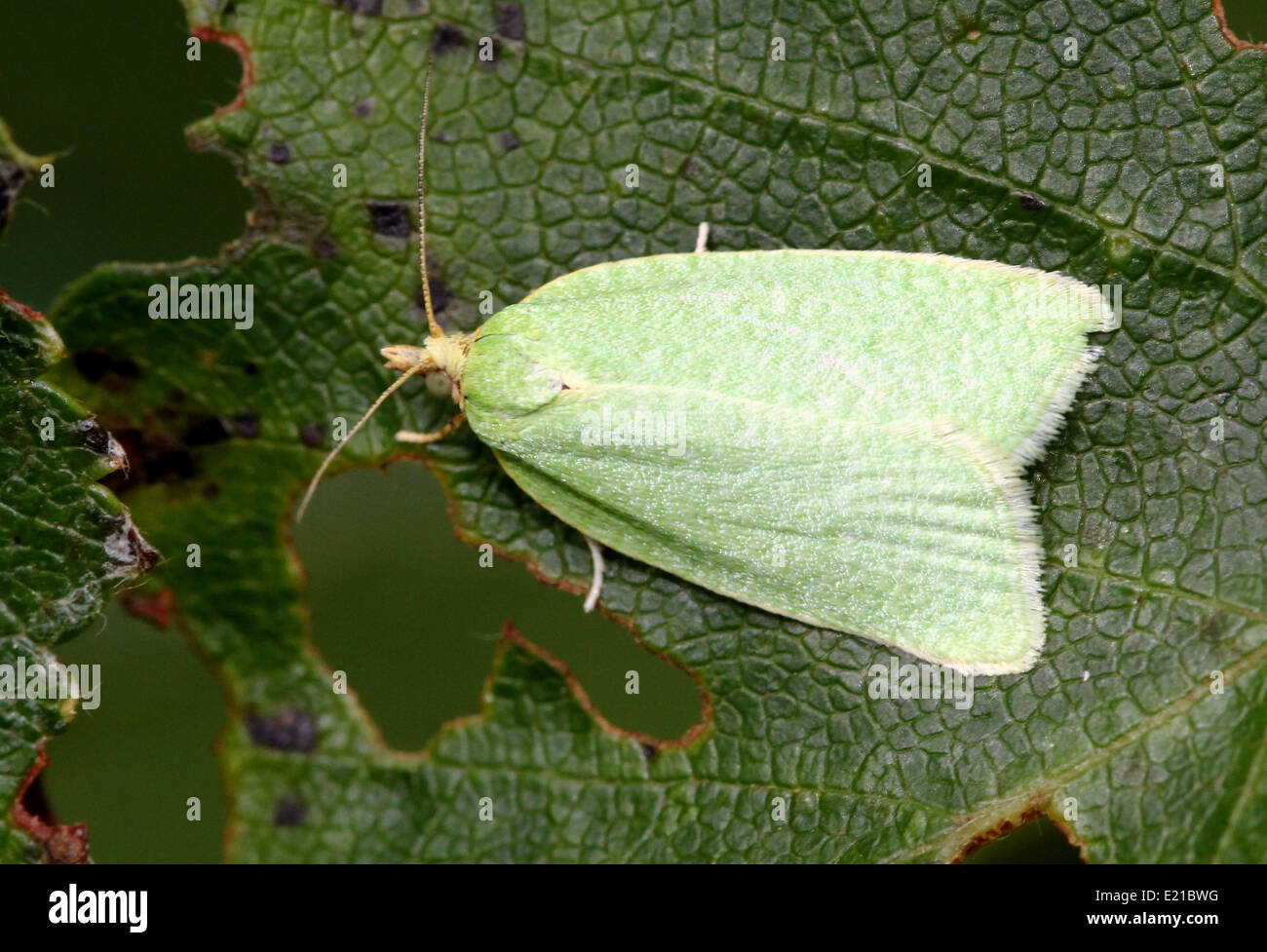 Quercia verde Tortrix (Tortrix viridana) a.k.a. Quercia europea leafroller o quercia verde moth Foto Stock