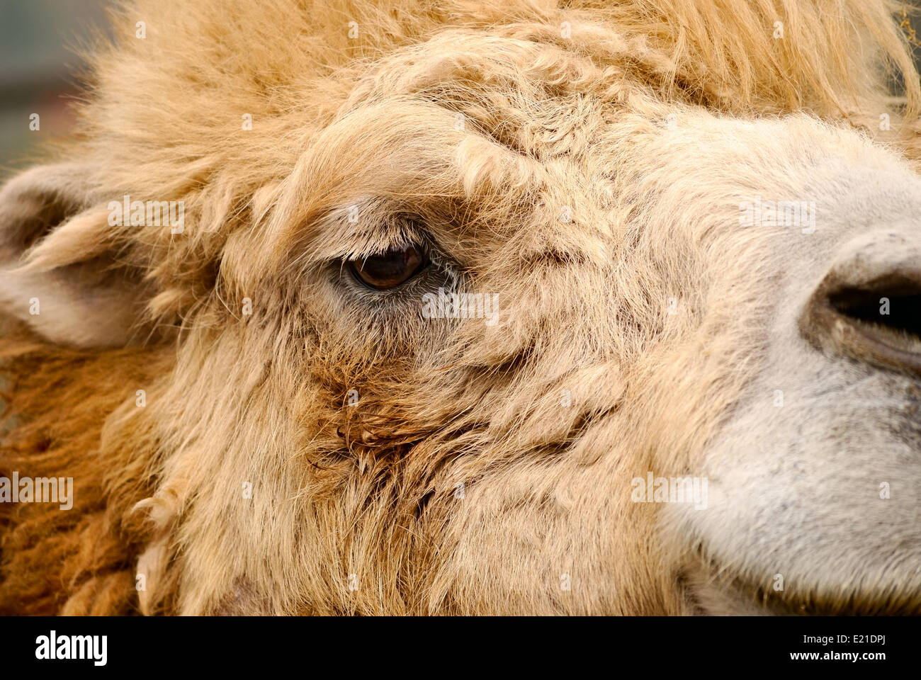 Ritratto di cammello animale. outdoor shot Foto Stock