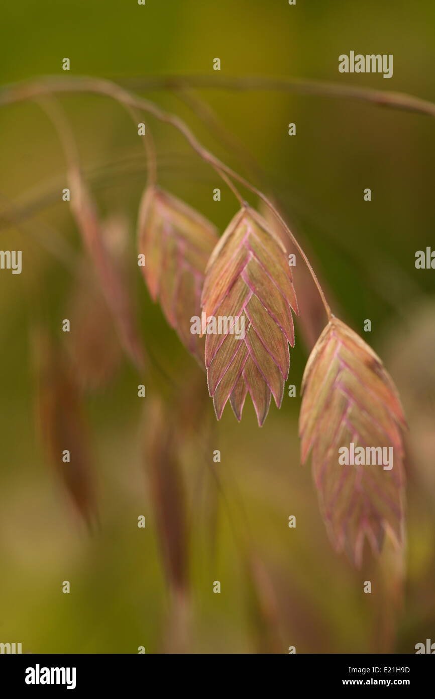 Mare del Nord di avena - Chasmanthium latifolium Foto Stock