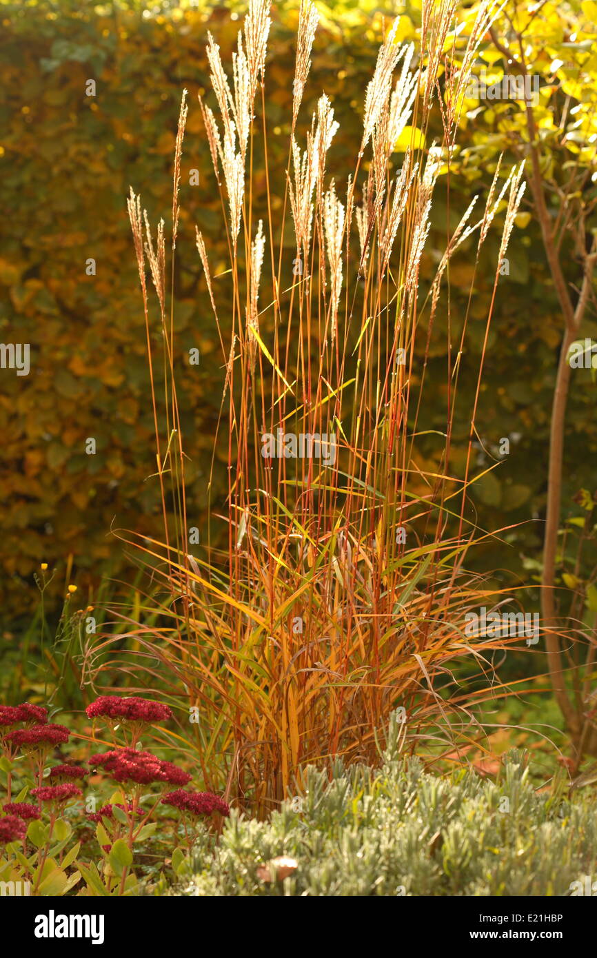 Cinese di erba di argento - Miscanthus sinensis Foto Stock