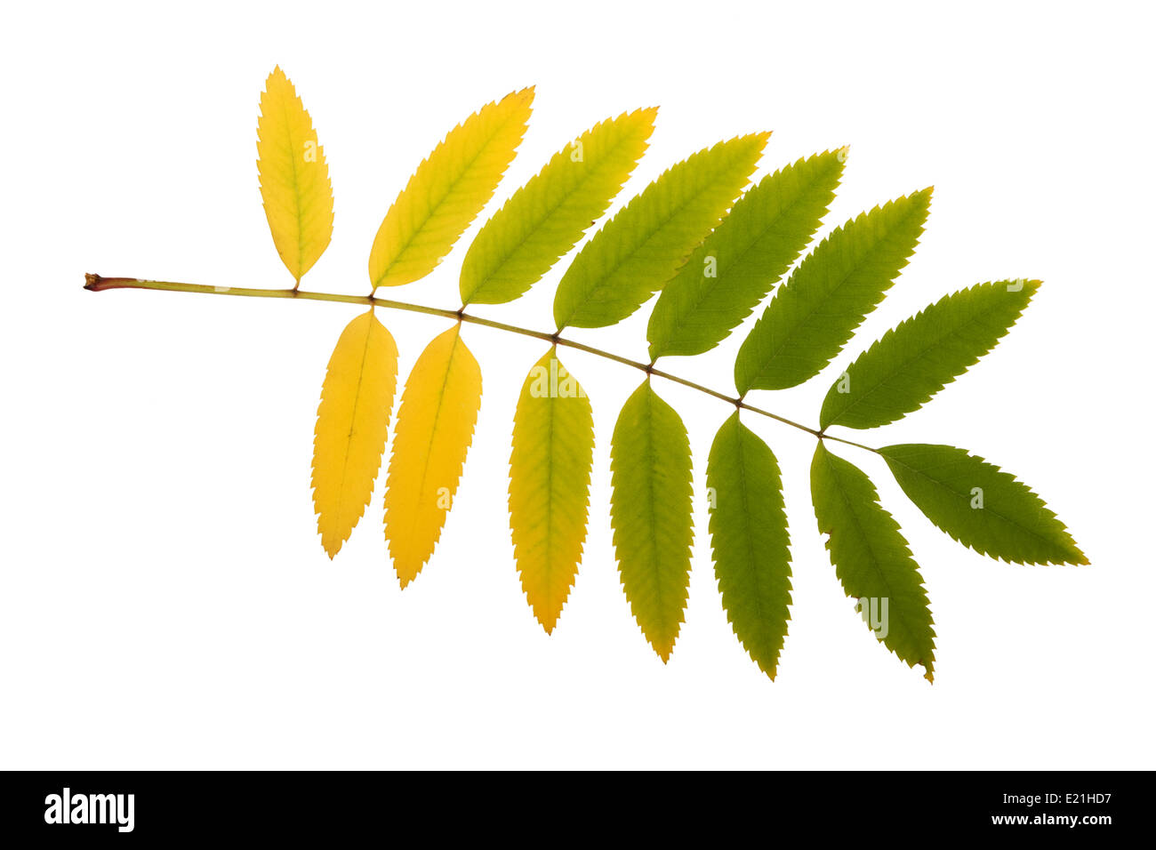 foglio di autunno Foto Stock