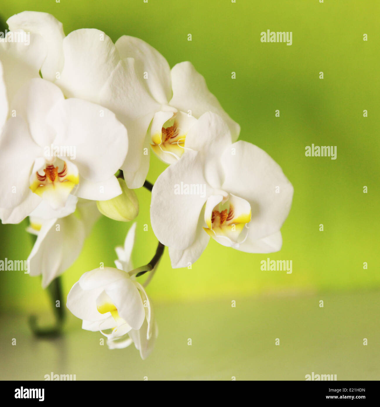 Orchid su uno sfondo verde Foto Stock