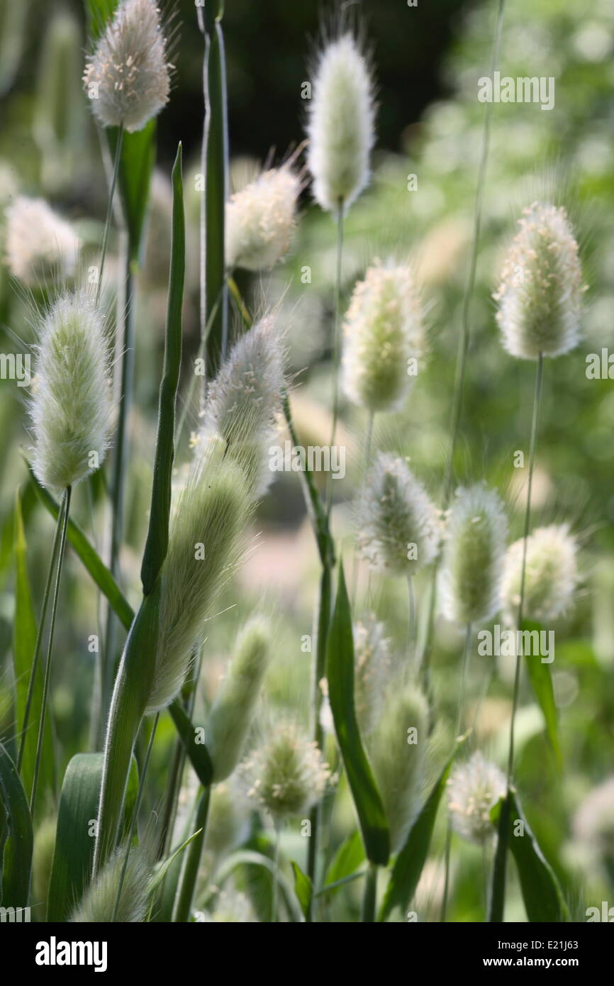 Hare's-coda di erba - Lagurus ovatus Foto Stock