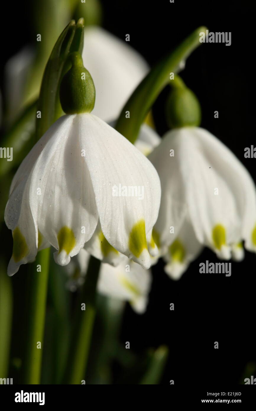 Il simbolo del fiocco di neve di primavera - Leucojum vernum Foto Stock