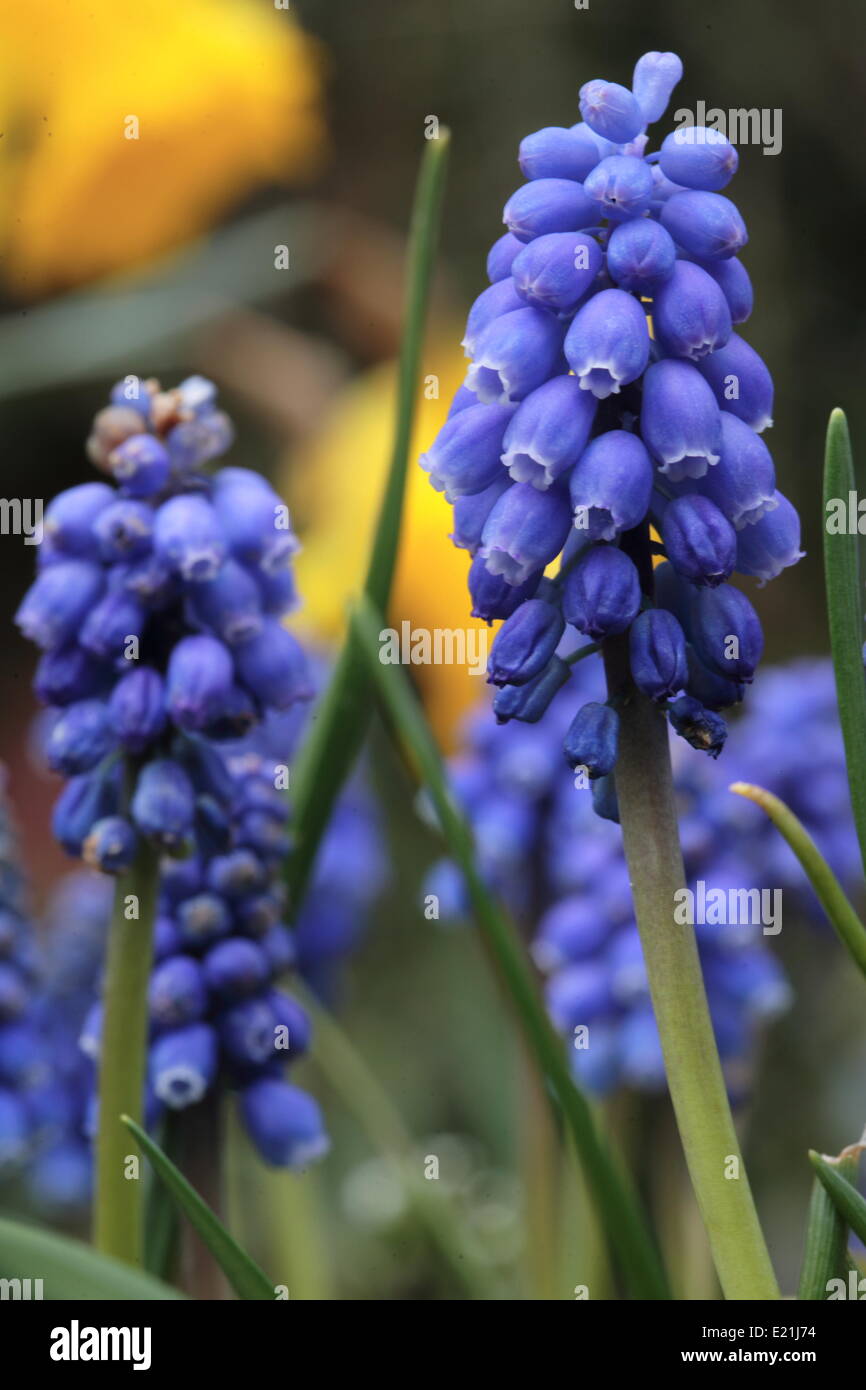 Giacinto d'uva - Muscari Foto Stock
