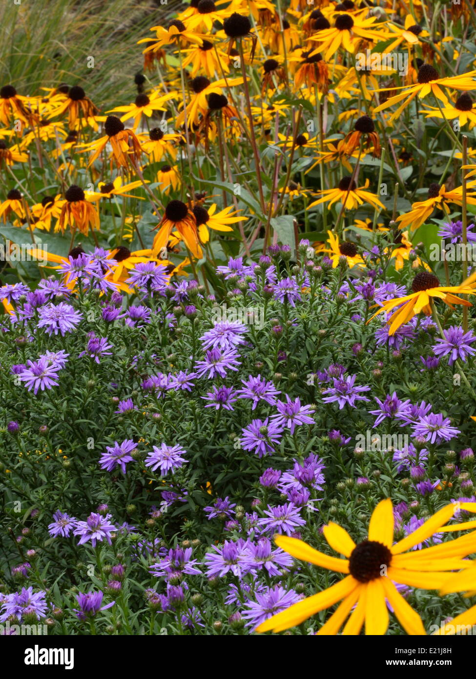 Pulsante di riso Aster 'prof. Anton Kippenberg' Foto Stock