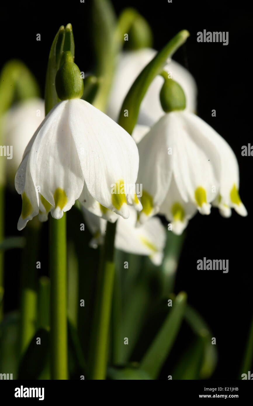 Il simbolo del fiocco di neve di primavera - Leucojum vernum Foto Stock