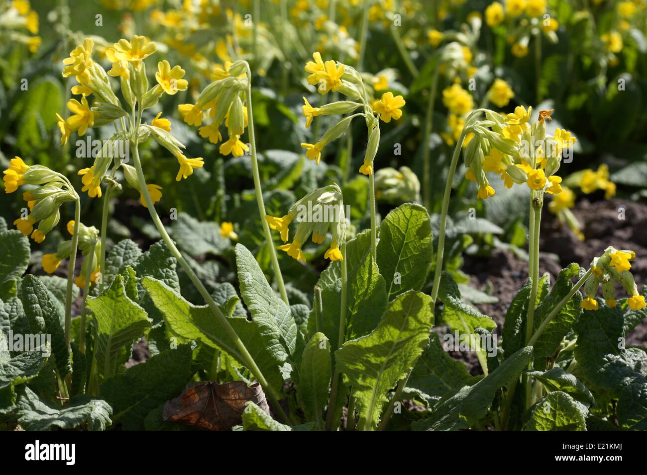 Cowslip comune - Primula veris Foto Stock