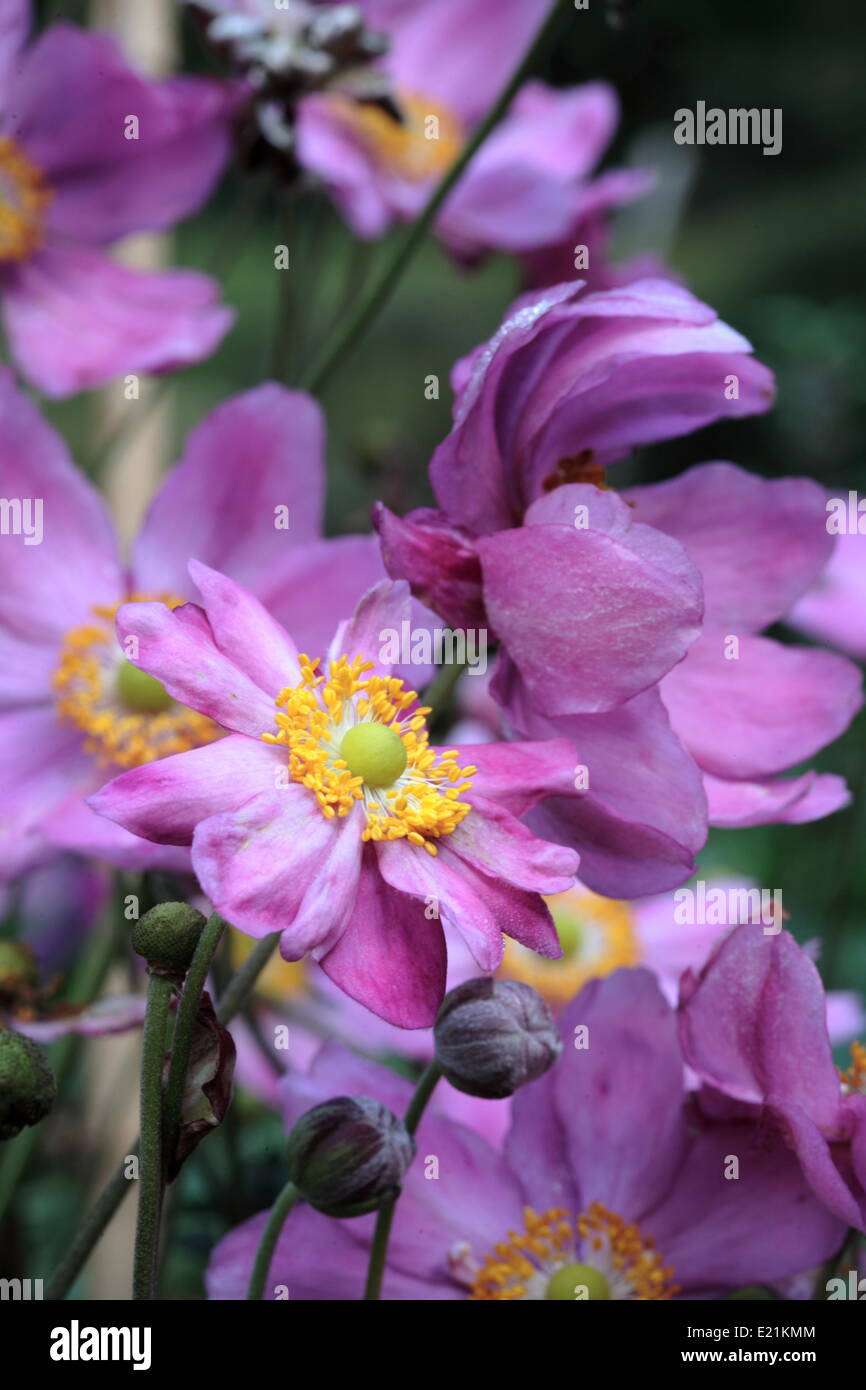 Anemone giapponese "Prinz Heinrich' Foto Stock