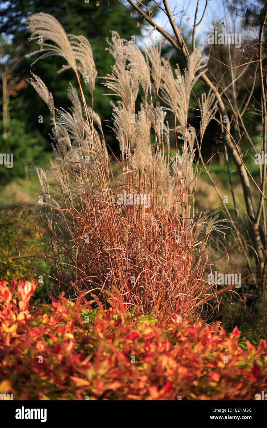 Cinese di erba di argento - Miscanthus sinensis Foto Stock