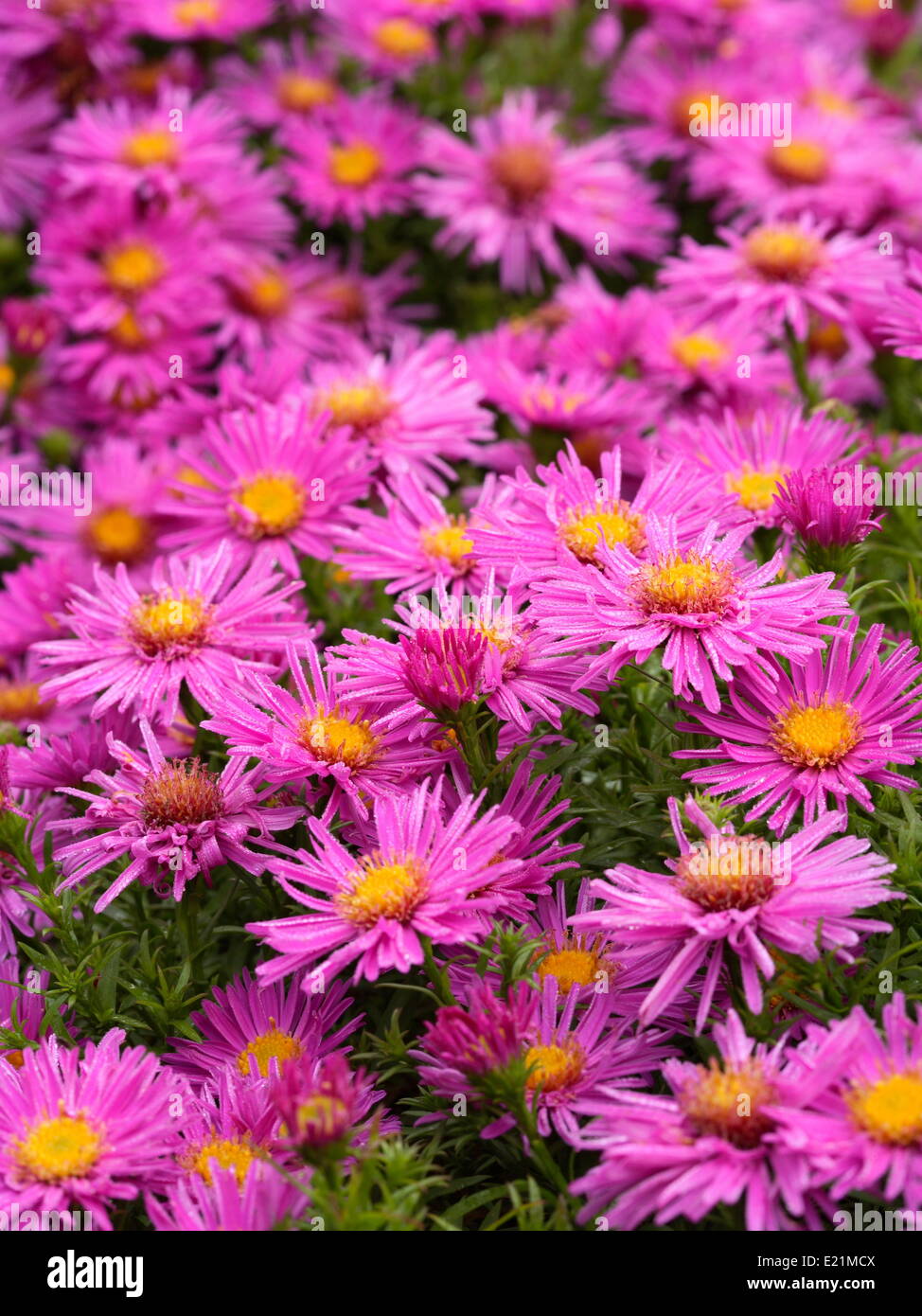 Pulsante di riso Aster 'Alice Haslam' Foto Stock