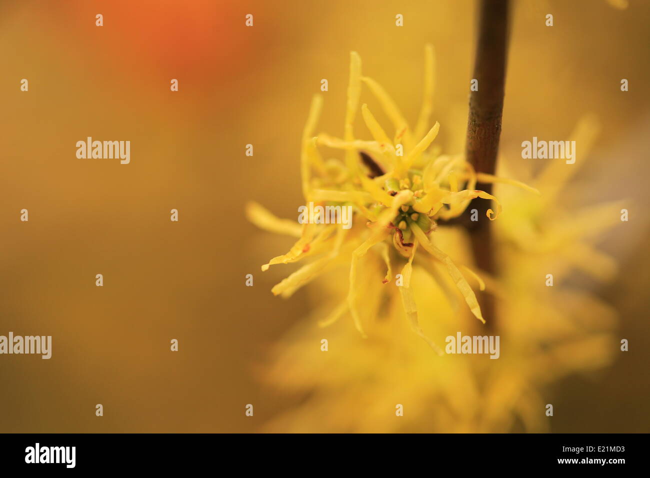 Amamelide - Hamamelis Foto Stock