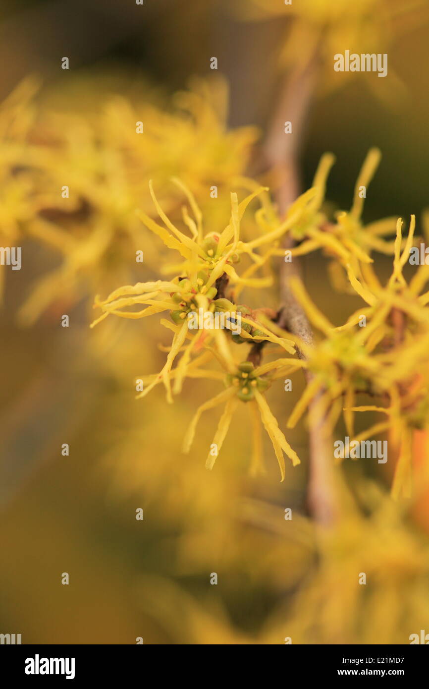 Amamelide - Hamamelis Foto Stock