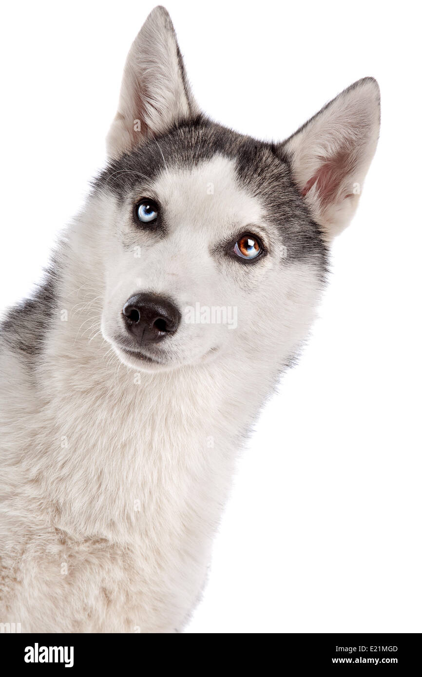 Siberian Husky cucciolo Foto Stock