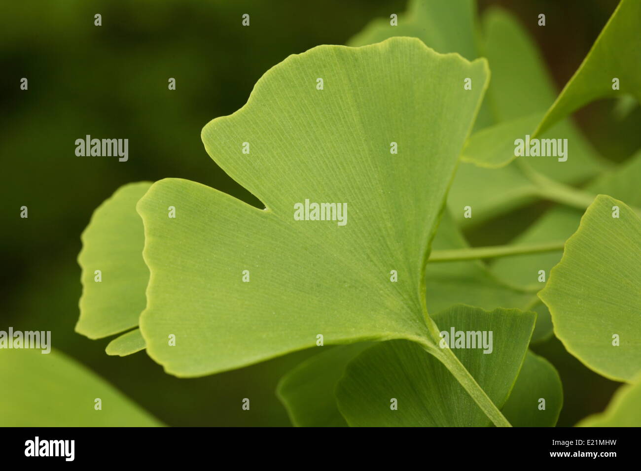 Ginkgo biloba - maidenhair tree Foto Stock