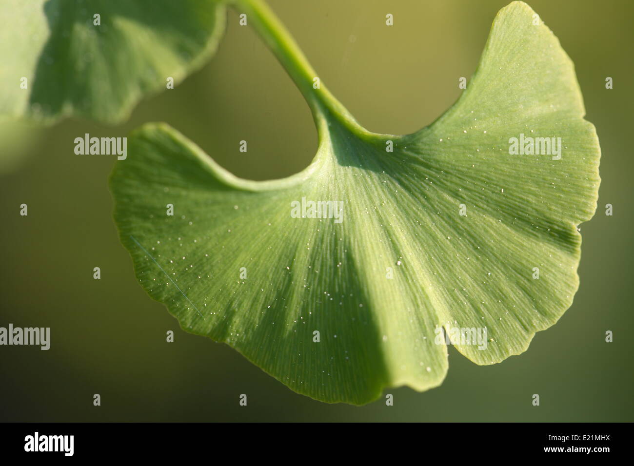 Ginkgo biloba - maidenhair tree Foto Stock