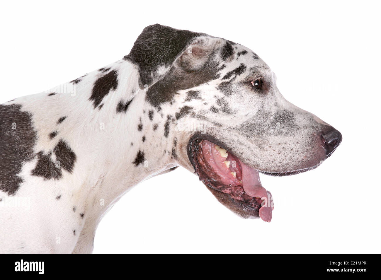 Alano Arlecchino Foto Stock