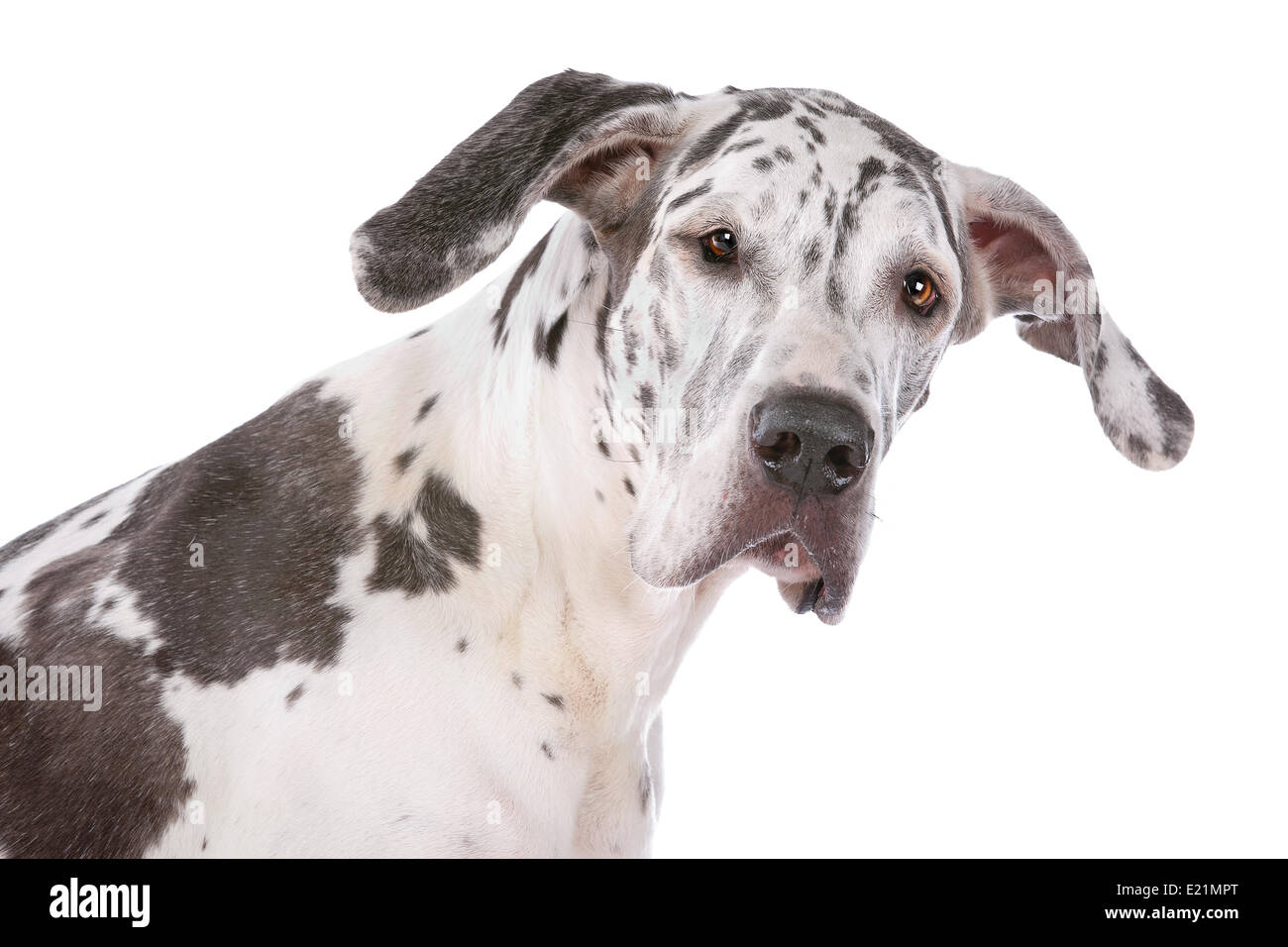 Alano Arlecchino Foto Stock
