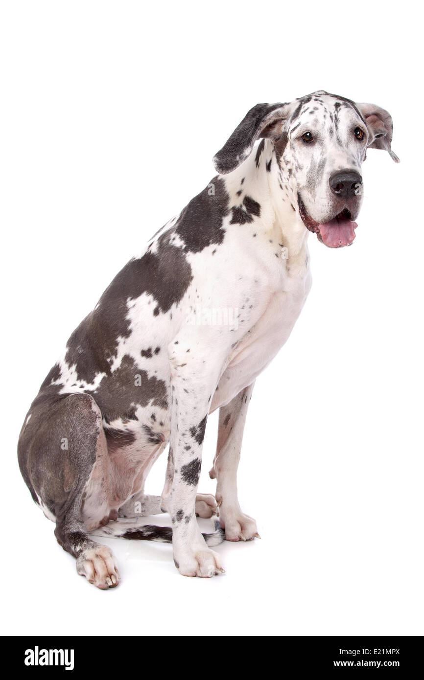 Alano Arlecchino Foto Stock