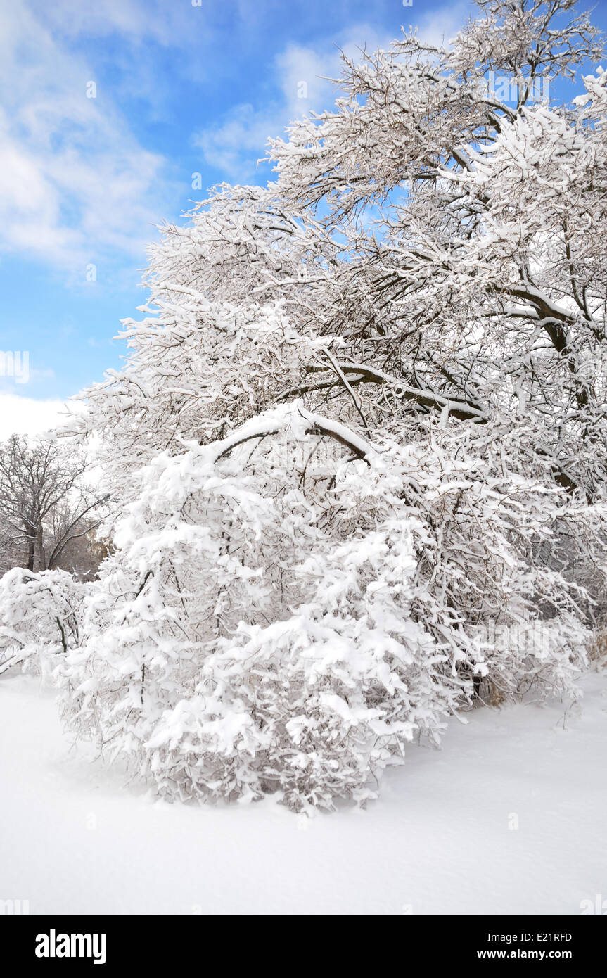 Alberi dopo la tempesta di ghiaccio Foto Stock